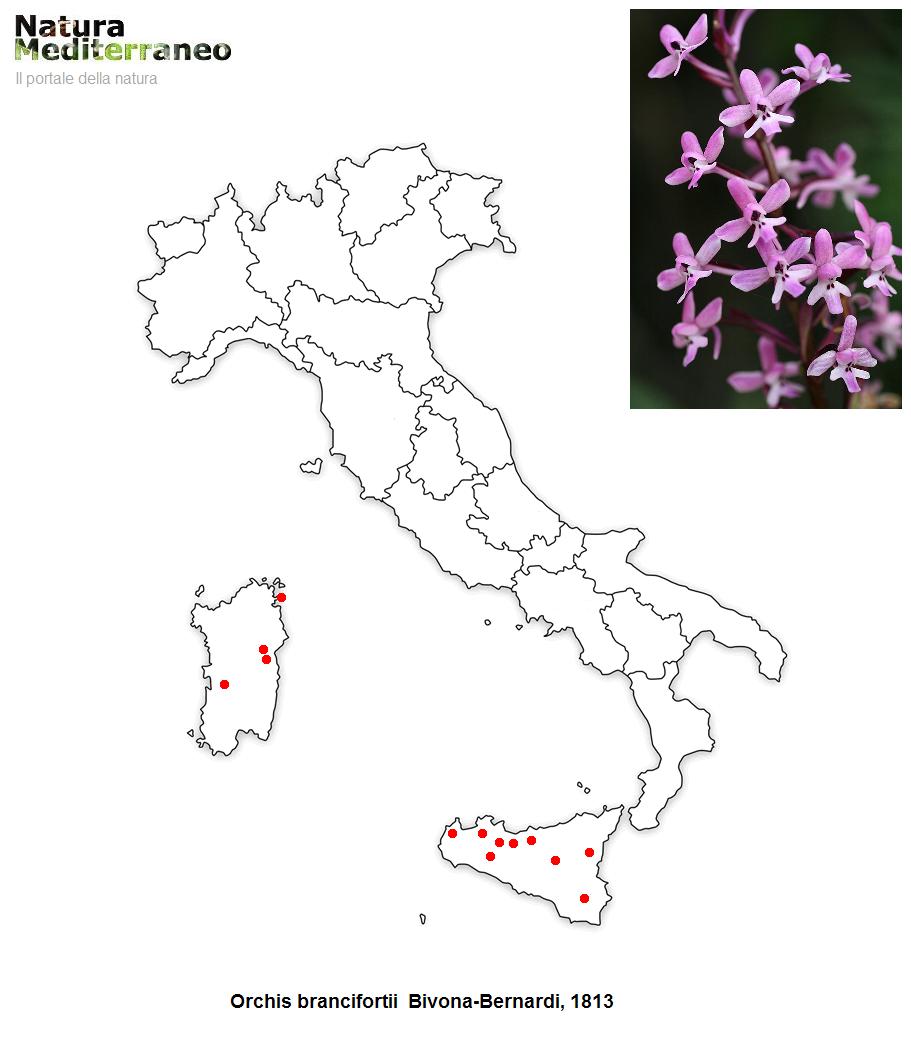 MAPPE DI DISTRIBUZIONE ORCHIDEE SPONTANEE - Prima parte